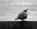 Quail bird wandering watching eating walking