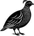 A quail birds silhouette vector illustration. Royalty Free Stock Photo