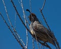 Quail in a Cage of Branches Royalty Free Stock Photo