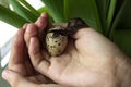 Quail chick hatching from the egg the first minutes of quail life. Concept of the birth of life. Blurred focus