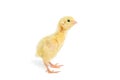 Quail chick Isolated