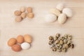 Quail, chicken, goose and guinea fowl eggs of different sizes and colors.
