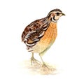 Quail chicken Watercolor painting. Watercolor hand painted cute animal illustrations