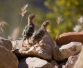 Quail chicks Royalty Free Stock Photo