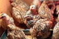 Quail Chicks in a cage on the farm.