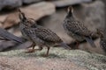 Quail Chicks Following Dad Royalty Free Stock Photo