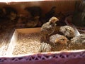 Quail Chicks smart look Royalty Free Stock Photo