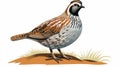 Simple Quail Clip Art With White Margins