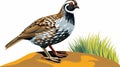 Simple Quail Clip Art With White Margins And Easy Crop