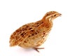 Quail Royalty Free Stock Photo
