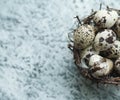 Quail colorful eggs in a nest on stone background. Royalty Free Stock Photo