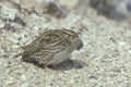 Quail, Coturnix coturnix