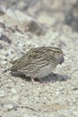 Quail, Coturnix coturnix