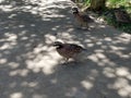 Quail crossing the sidewalk