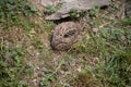 Quail crouches in the grass