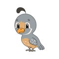 Quail. Cute flat vector illustration in childish cartoon style. Funny character. Isolated on white background