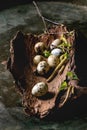 Quail Easter eggs in nest