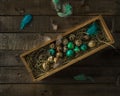 Quail Easter eggs in wooden box, some painted, feathers on wooden rustic background Royalty Free Stock Photo