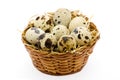 Quail Egg basket