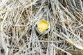 Quail egg broken. The yolk of the egg. Front view. Royalty Free Stock Photo