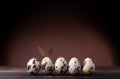 Quail egg Easter bunny and a row of quail eggs on a brown background Royalty Free Stock Photo