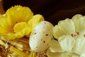 Quail egg. Easter egg. Flowers Easter. Christian holidays. Royalty Free Stock Photo