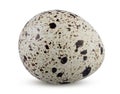 Quail egg speckled and textured isolated. Small partridge egg on white background Royalty Free Stock Photo