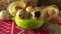 Quail egg, three in a nest of dry grass and fiber