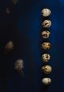 Quail eggs arranged in a row, feathers on dark blue background. Dark and moody Easter card with copy space Royalty Free Stock Photo