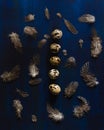 Quail eggs arranged in a row, feathers on dark blue background. Dark and moody Easter card Royalty Free Stock Photo