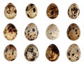 Quail eggs bird animal food isolated set on white background macro photo