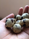 Quail eggs Bird background.