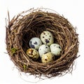 Quail Eggs in a Bird Nest on White Background Close Up Macro Studio Shot Royalty Free Stock Photo