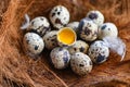 quail eggs on birds nest, fresh quail eggs and feather on wooden table background, raw eggs with peel egg shell Royalty Free Stock Photo