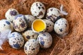 quail eggs on birds nest, fresh quail eggs and feather on wooden table background, raw eggs with peel egg shell Royalty Free Stock Photo