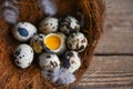 quail eggs on birds nest, fresh quail eggs and feather on wooden table background, raw eggs with peel egg shell Royalty Free Stock Photo