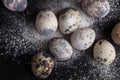 Quail eggs on black background in the flour Royalty Free Stock Photo