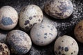 Quail eggs on black background in the flour Royalty Free Stock Photo