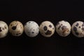 Quail eggs on a black background. Royalty Free Stock Photo