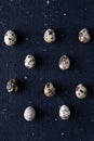 quail eggs on a black background top view Royalty Free Stock Photo