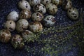 Quail eggs in a black plate. On the old dark black background. Top view. Free copy space Royalty Free Stock Photo