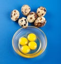 Quail eggs on blue