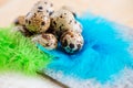 Quail eggs on blue feathers .Easter Background Royalty Free Stock Photo