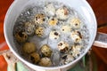 quail eggs , boiled eggs food in a hot pot on the stove, egg cooking healthy eating concept, eggs menu food Royalty Free Stock Photo