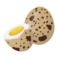 quail eggs. Boiled eggs in a shell. Vector illustration