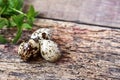 Quail eggs on a brown wooden background. Copy-spase