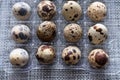 Quail eggs in a clear plastic container on a grey cloth table Royalty Free Stock Photo