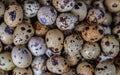 Quail eggs close up