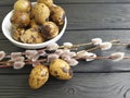 Quail eggs easter branch of a willow on a black wooden background