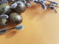 Quail eggs easter branch of a willow orange decoration Royalty Free Stock Photo